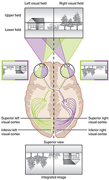 The retina image topography is maintained through the visual pathway to the primary visual cortex. 1422 Topographical Image on Retina.jpg