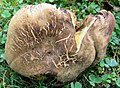 !!Rubroboletus rhodosanguineus!!