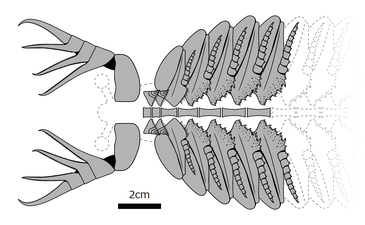 Parapeytoia yunnanensis (ventral structures) パラペイトイア（パラペユトイア）・ユンナネンシス（腹面構造）