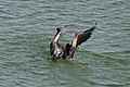 frigatebird rises from Laguna El Junco