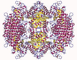 Formiminotransferase-Cyclodesaminase