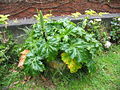 Acanthus mollis - Habitus