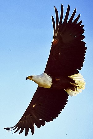 cropped version of Airborn African fish eagle