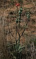 Aloe vanrooyenii