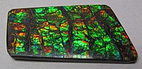Thumbnail for File:Ammolite from Placenticeras fossil ammonite (Bearpaw Formation, Upper Cretaceous, 70-75 Ma; mine in St. Mary River Valley, Alberta, Canada) 5 (40448036885).jpg