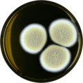 Aspergillus hortai growing on MEAOX plate