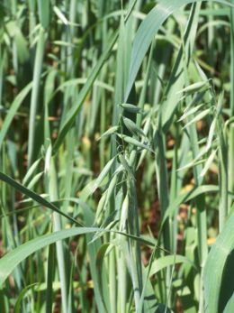 Sėjamoji aviža (Avena sativa)