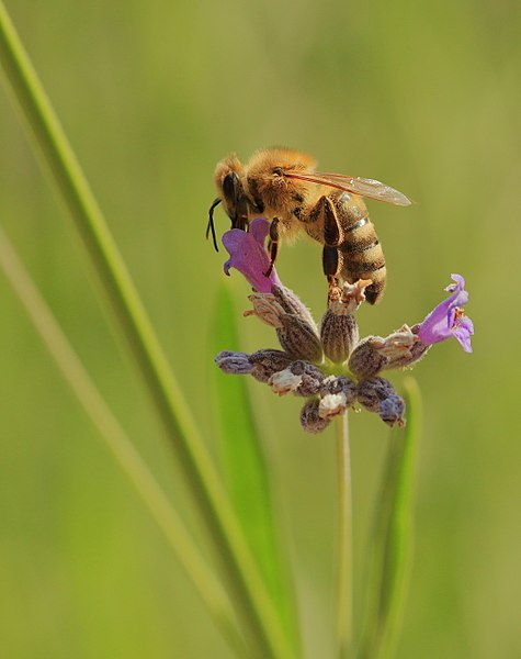 圖為蜜蜂，即任何屬於蜜蜂屬的蜂族，與無蟄蜂不同，主要分別在於蜜糖的生產和儲存，還有用蠟做的巢。