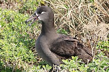 八丈小島のクロアシアホウドリ