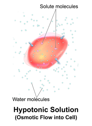 Blausen 0684 OsmoticFlow Hypotonic.png