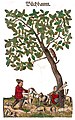 Hieronymus Bock 1546. Abbildung zum Kapitel Bůchbaum