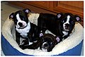 7 week old Boston Terrier puppies (January 2007).