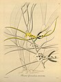 Brassia gireoudiana-Xenia 1-32 (1858).jpg