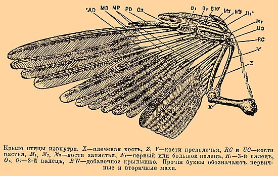 Крыло птицы извнутри. X — плечевая кость, Z, Y — кости предплечья, RC и UC — кости пястья, M1, M2, M3 — кости запястья, N1 — первый или большой палец, R1 — 3-й палец, O1, О2 — 2-й палец, BW — добавочное крылышко. Прочие буквы обозначают первичные и вторичные махи.