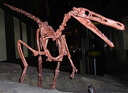 A Buitreraptor csontváza a Field Természetrajzi Múzeum (Field Museum of Natural History) gyűjteményében.