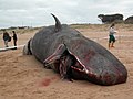 Cachalote varado na praia de Montalvo (Sanxenxo)