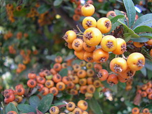 Cat-pyracantha berries