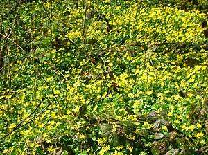 English: Ranunculus ficaria (Celandine) in ful...