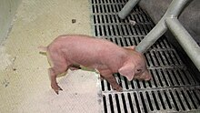 A young piglet, note the dismembered tail to the left. Cerdo Iberico Los Valhondos Pelayos Salamanca.jpg