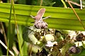 Chariesterus gracilicornis (punaise Coreidae) sur les graines.