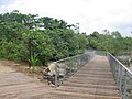 Mangrove Boardwalk