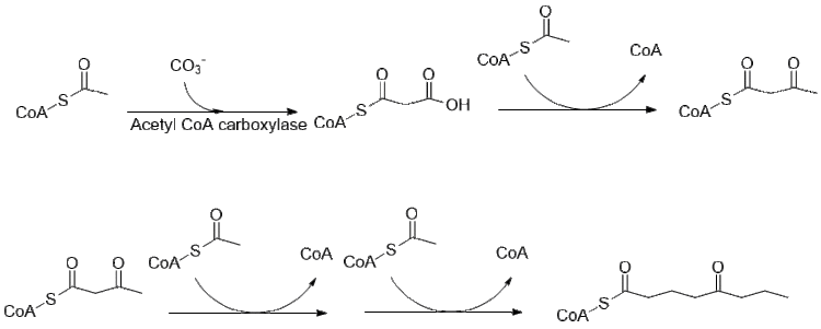 Coniine1.gif