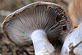 !Cortinarius.caerulescens!