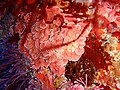 Crustose coralline algae