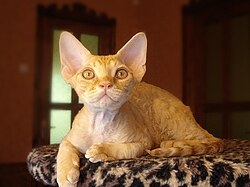 Devon Rex male.jpg