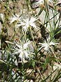 Dianthus spiculifolius0.jpg