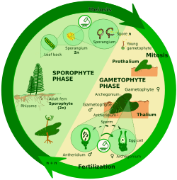 Sporic meiosis Diplohaplontic English.svg