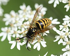 Mâle posé sur une fleur