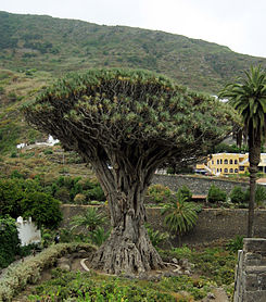 Το είδος Dracaena draco στην Τενερίφη