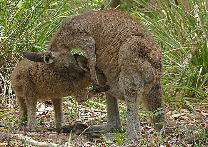 Самка и детёныш восточного серого кенгуру (Macropus giganteus)