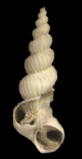 Eccliseogyra folini