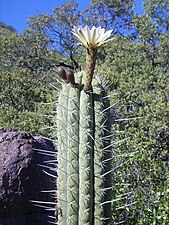 Echinopsis Chiloensis au parc national de Río Los Cipreses (es), 2009