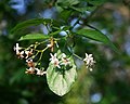 Ehretia rigida subsp. nervifolia