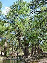 State Tree of Mexico