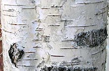 The dark horizontal lines on silver birch bark are lenticels. European birch bark.jpg