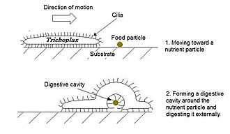 Crawling motility and food uptake by T. adhaerens Exodigestion in Trichoplax adhaerens.jpg