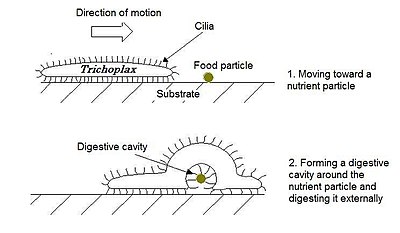 Crawling motility and food uptake by Trichoplax adhaerens Exodigestion in Trichoplax adhaerens.jpg