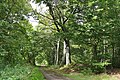 Wald südöstlich Nentershausen