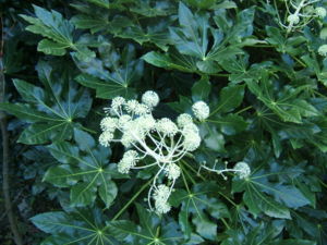 Aralia japonica