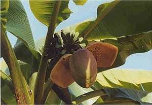 Fiore di banano (Musa ×paradisiaca), pianta de...