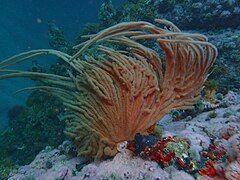 Flagellar sea fan