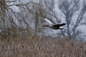 19. Platz: Matthias Böhm mit Fliegende Graugans im Naturschutzgebiet Ahsewiesen im Kreis Soest