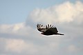 Cathartes aura Adult Turkey Vulture flying
