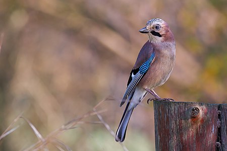 Креја, сојка или шојка (лат. Garrulus glandarius), птица је из породице врана која настањује Европу и Азију. Карактеристична је по шареном, плаво-црном перју на врховима крила