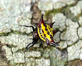 Gasteracantha curvispina