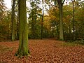 Herfstbeeld Gentbos in 2009